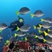 surgeonfish_razor_gor_h_0022_ecu1529.jpg